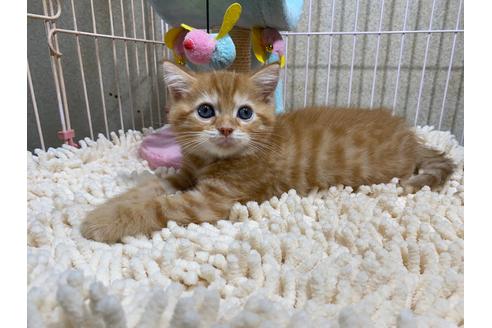 成約済の千葉県のスコティッシュフォールド-30604の3枚目